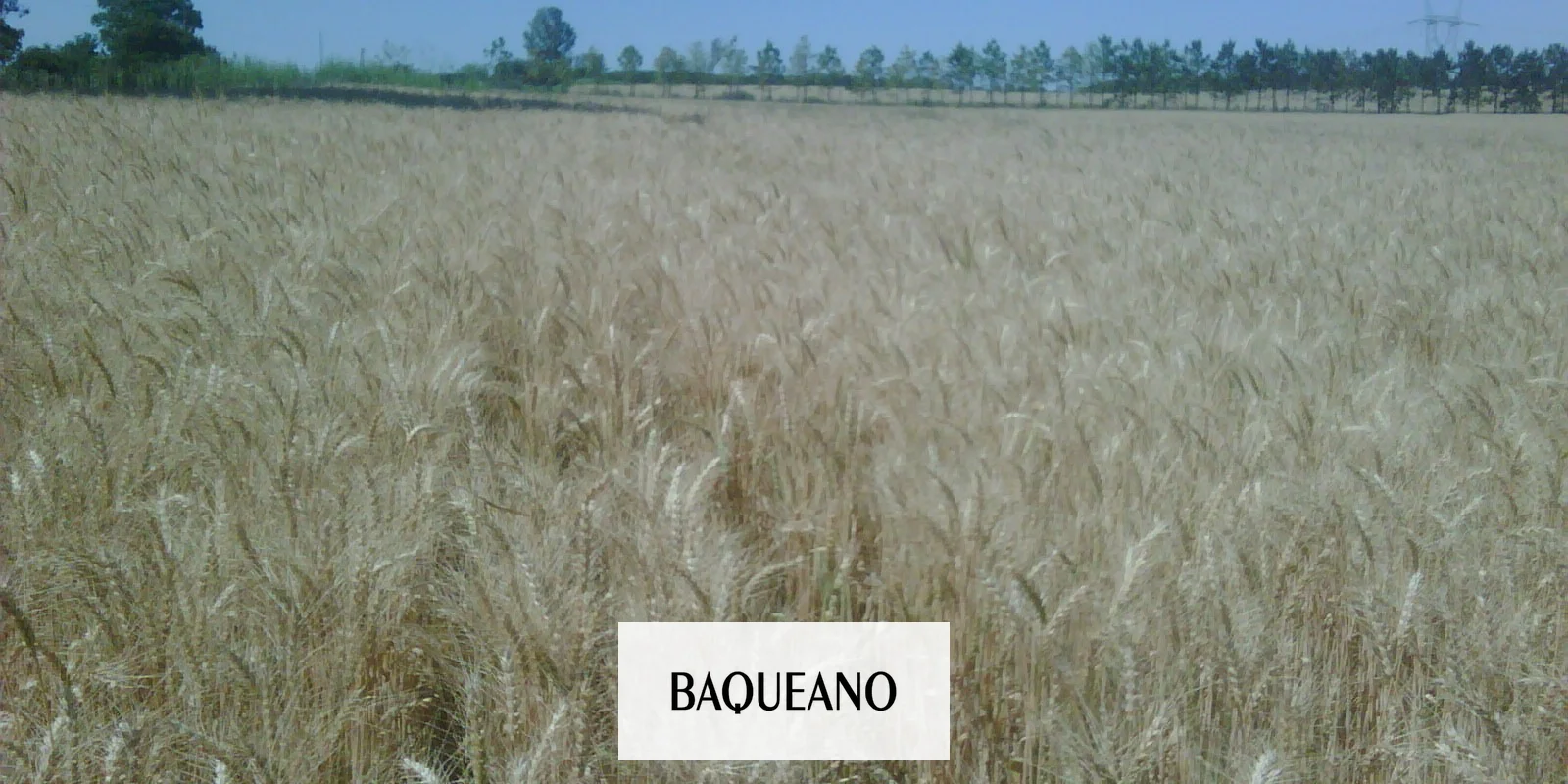 Ya se sembraron alrededor de 310.000 ha de trigo en suelo entrerriano