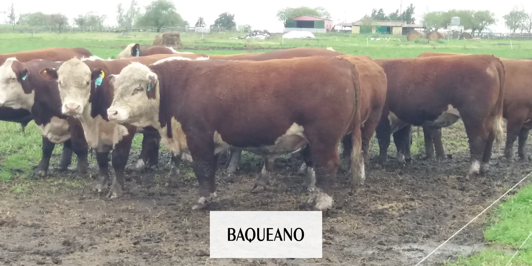 LOS BUENOS VALORES DE LA CARNE SOBREVIVEN, PESE A LAS MEDIDAS DEL GOBIERNO