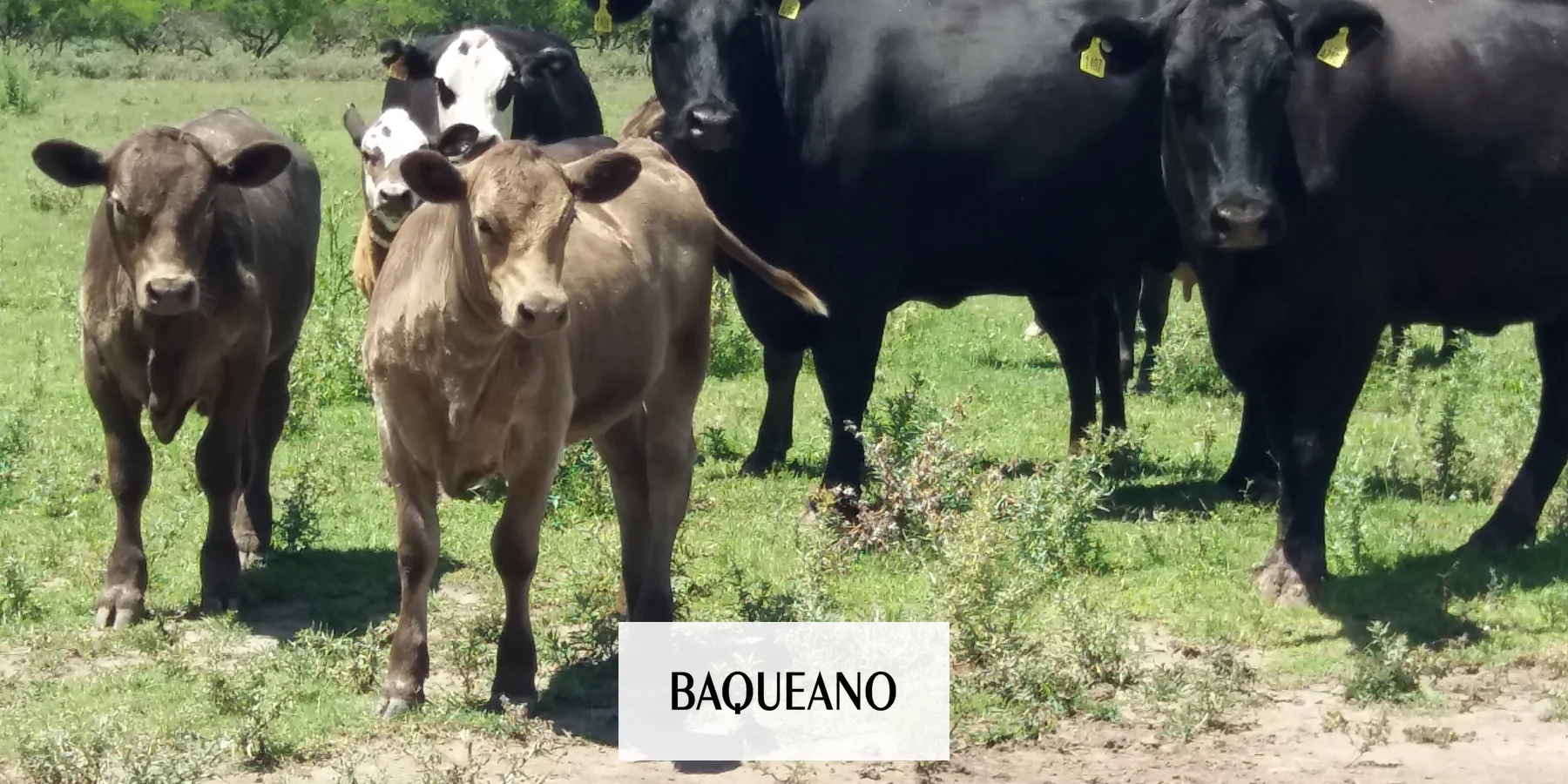 LOS BUENOS VALORES DE LA CARNE SOBREVIVEN, PESE A LAS MEDIDAS DEL GOBIERNO