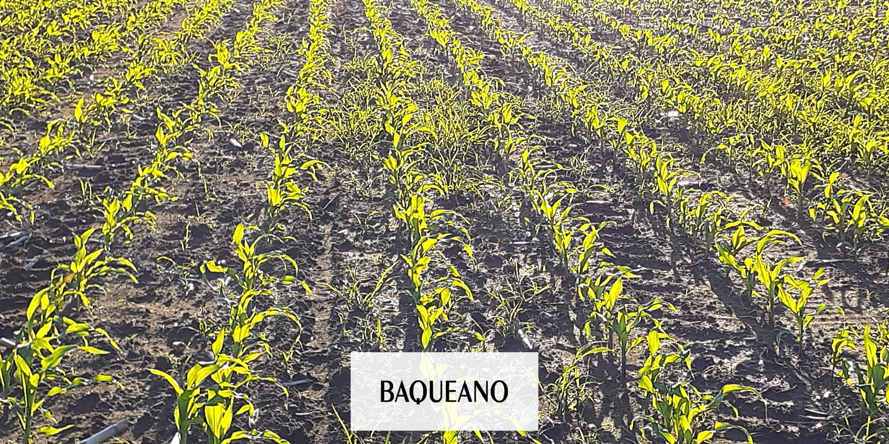 Cae el consumo de fertilizantes en Argentina durante la campaña 2023/24