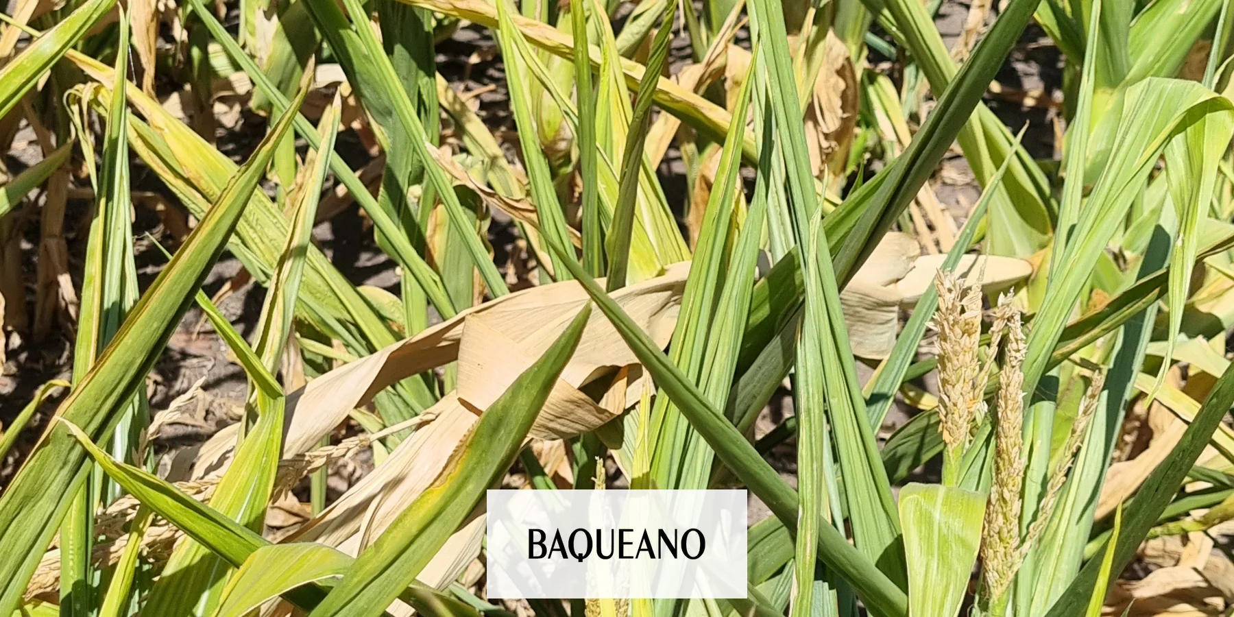 Pedido desesperado del campo al gobierno
