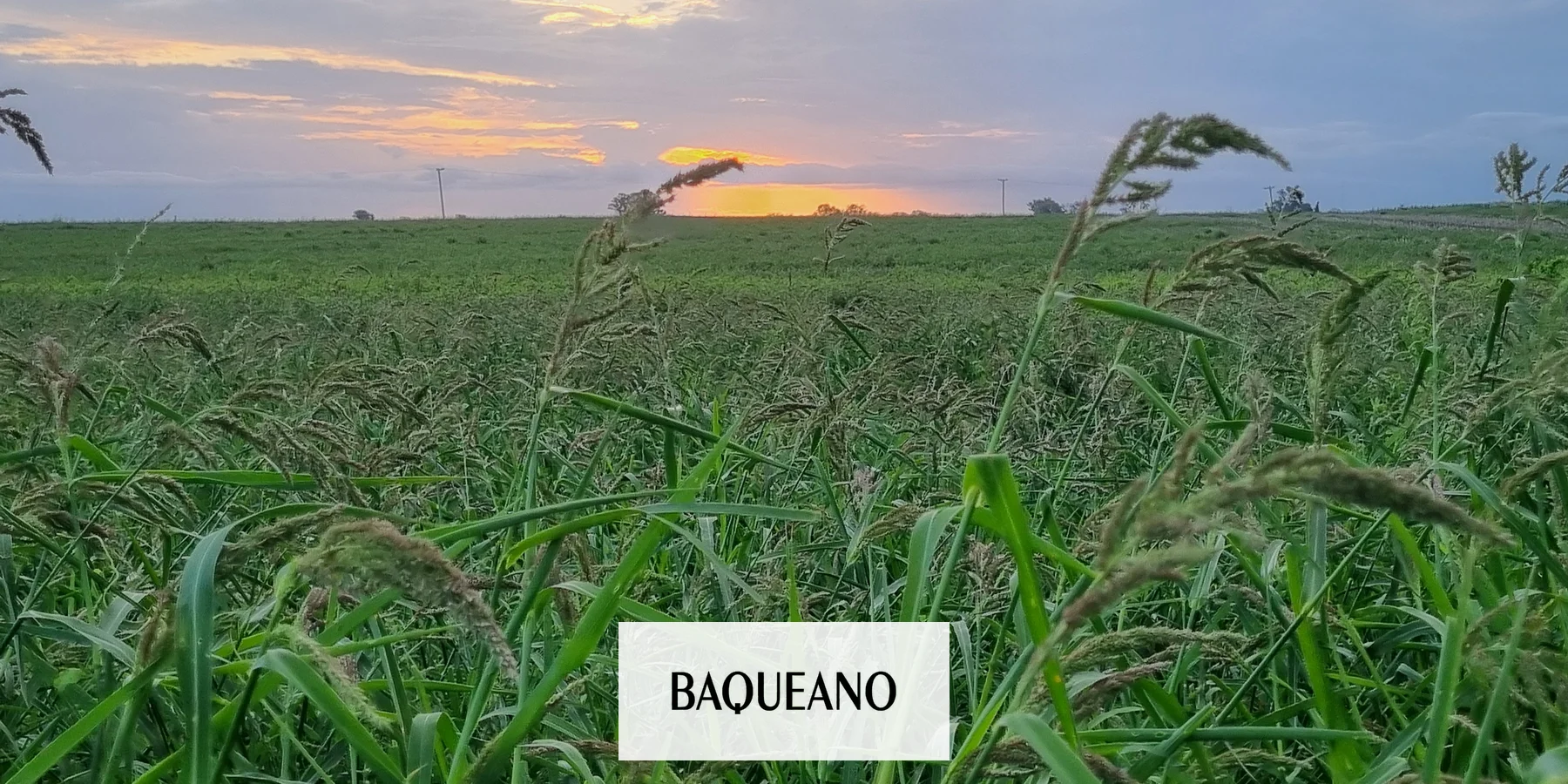 ALERTA: Confirman resistencia múltiple en capín arroz en Entre Ríos