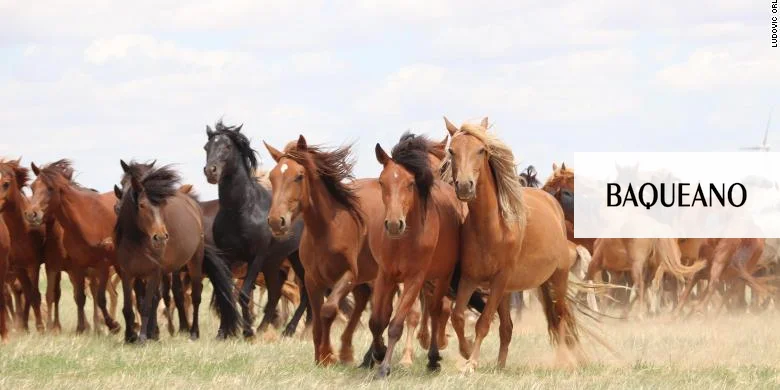 El virus que afecta a los equinos también estaría en Gualeguaychú