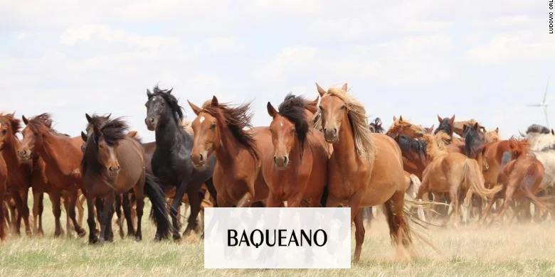 El virus que afecta a los equinos también estaría en Gualeguaychú