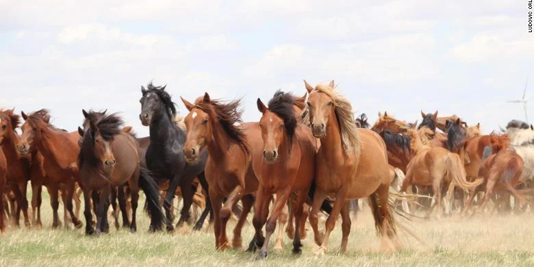 211021202340-01-horse-domestication-study-restricted-exlarge-169.webp