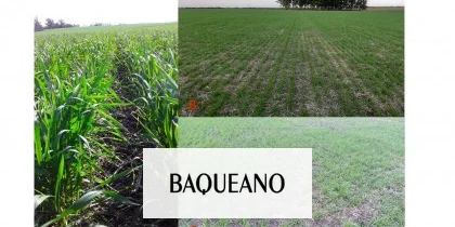 La mayor parte del trigo en Entre Rios se encuentra en buen estado