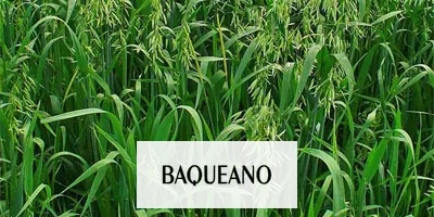 Este invierno:¿Rye grass o avena ?