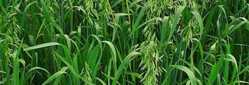 Avena_sativa.jpg