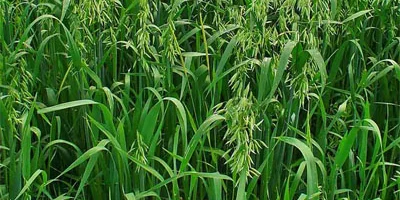 Avena_sativa.jpg