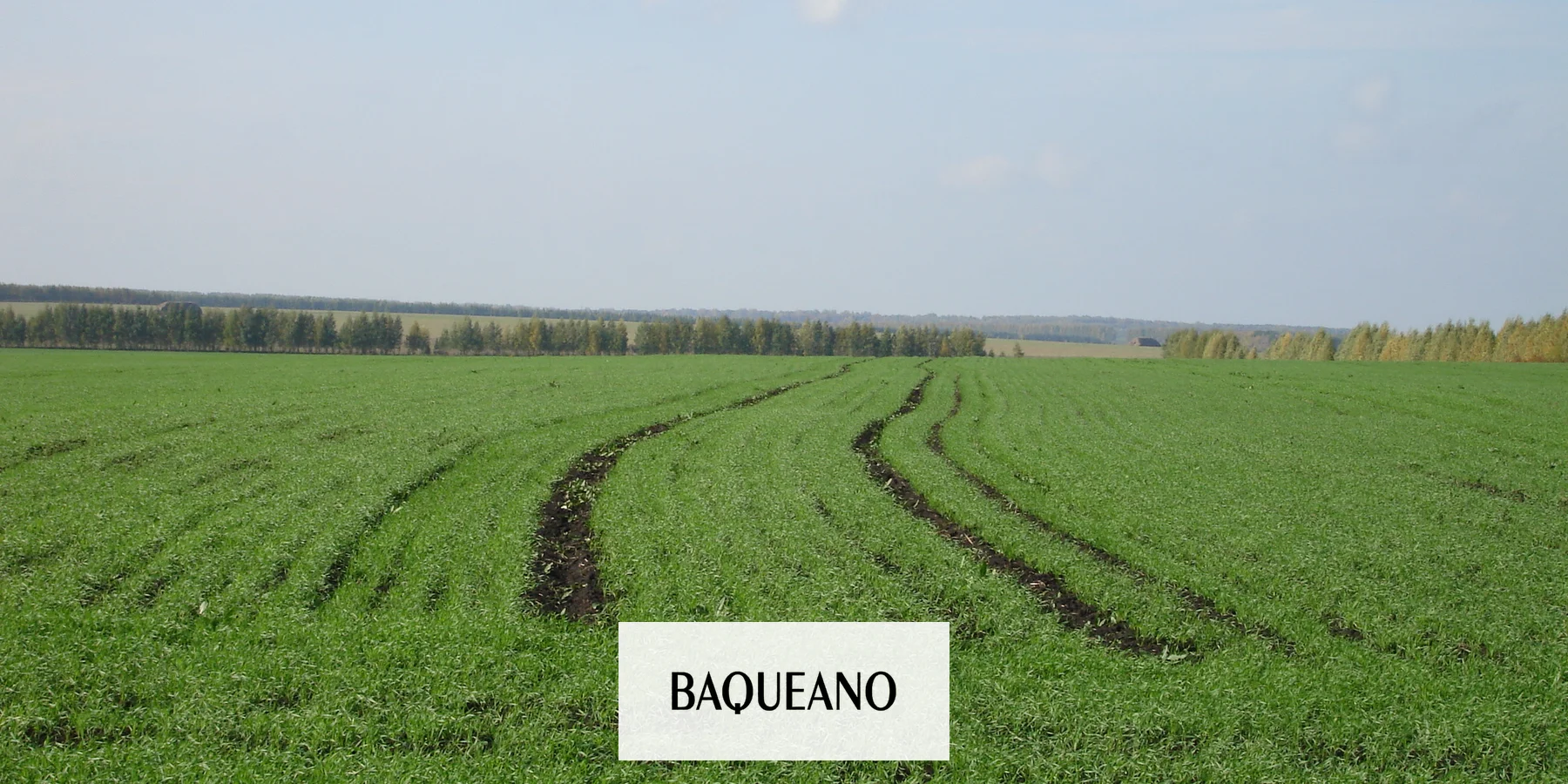 Rusia elimina aranceles al trigo en un giro estratégico para conservar mercados