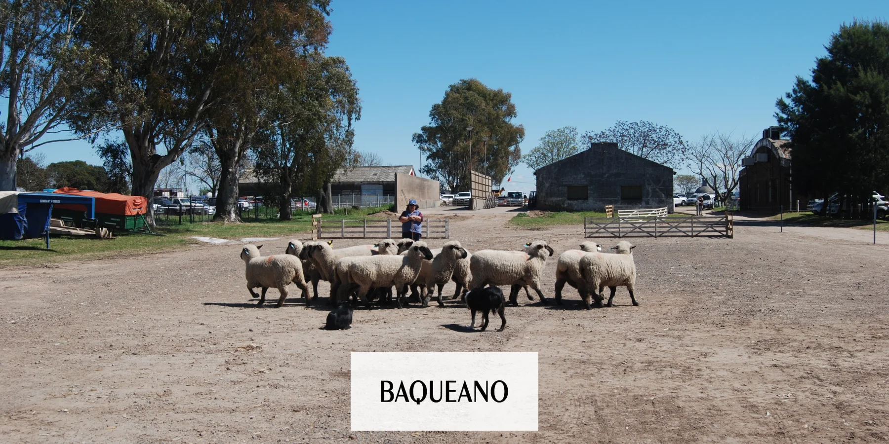 A UN PASO DE LA APERTURA DEL FRIGORIFICO PARA OVINOS Y CAPRINOS DE MANSILLA