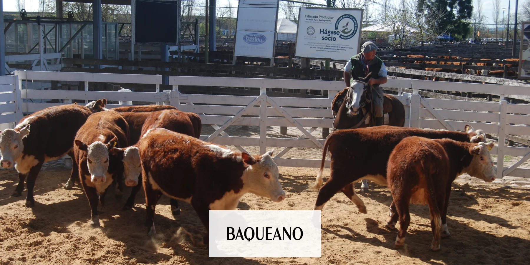 Importante caída en los pesos de faena producto de la salida anticipada de hacienda.