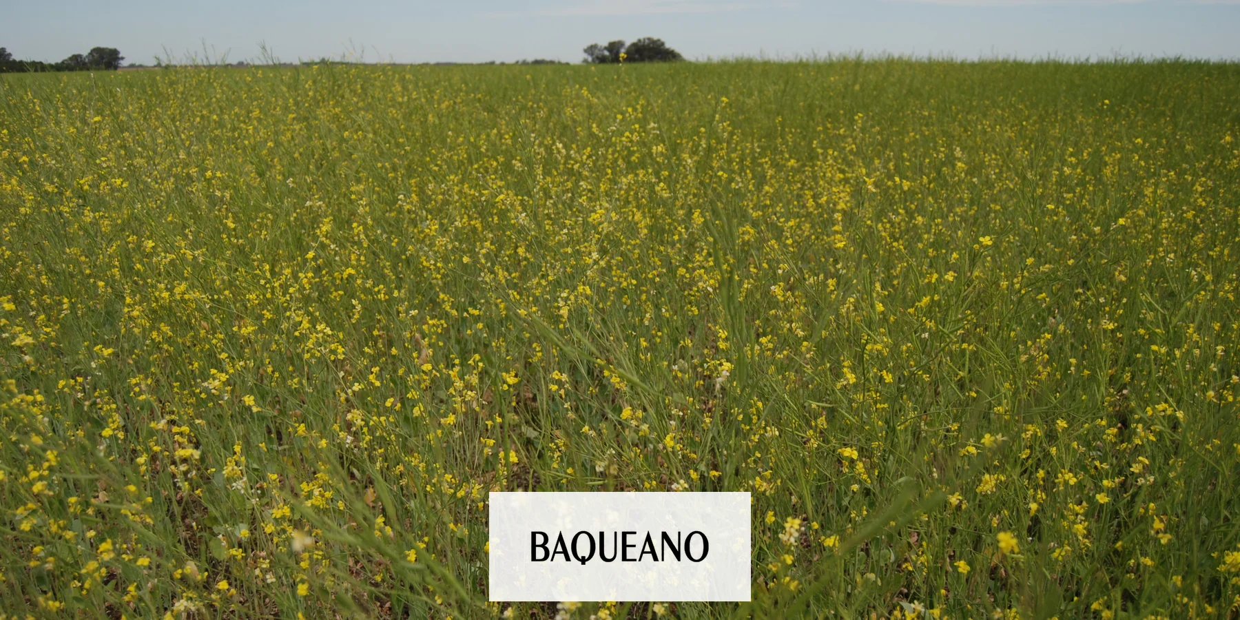 Segundo año de Carinata en Gualeguaychú y en el país