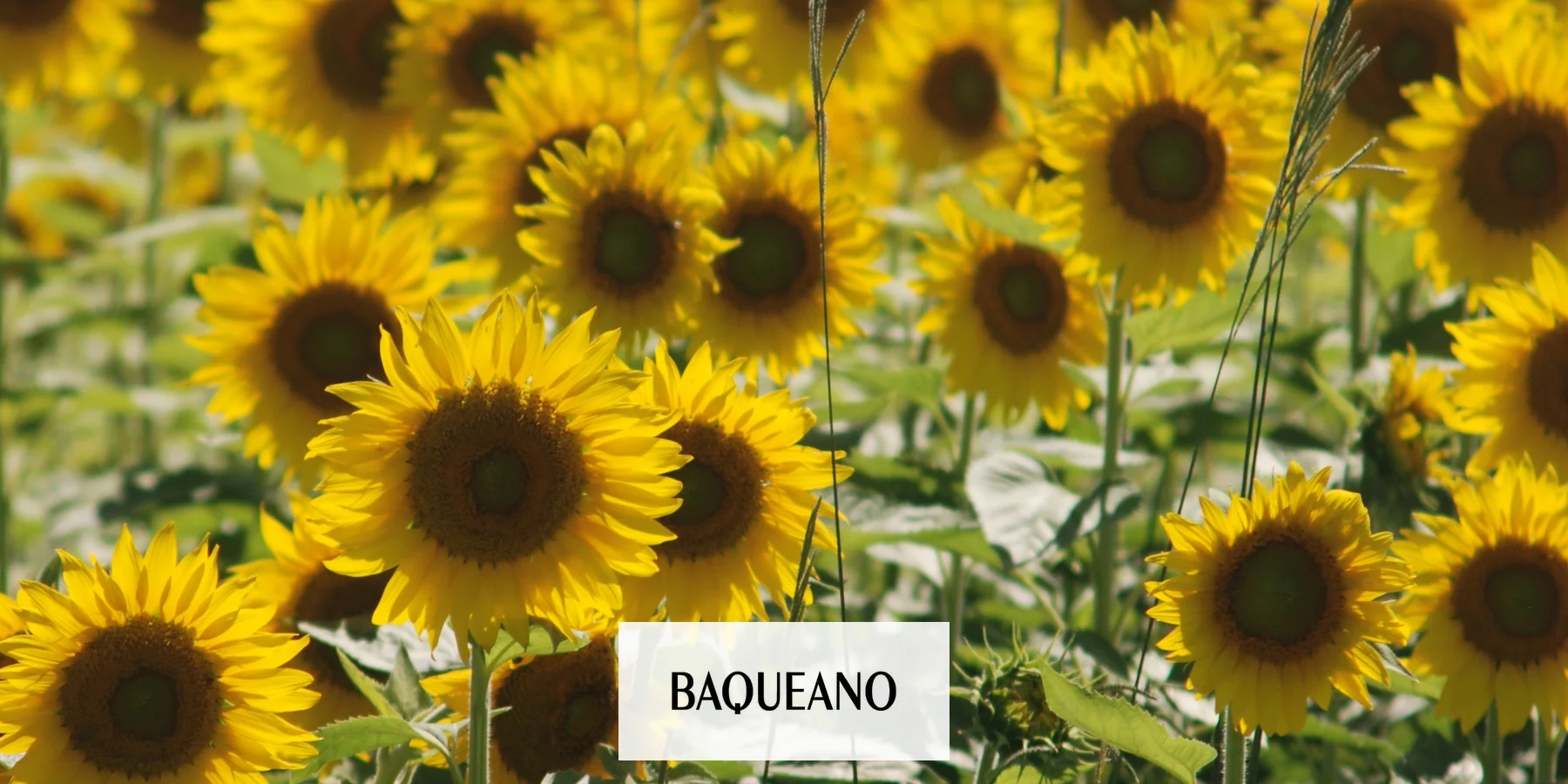 Avanza lentamente la siembra de maíz y girasol en Entre Ríos por exceso de humedad