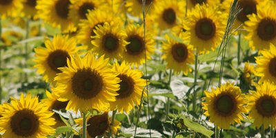 girasol