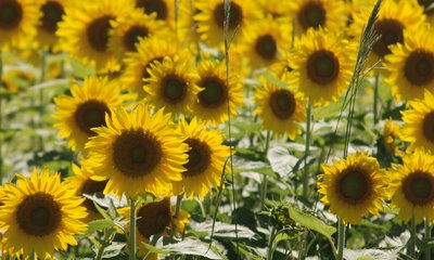 girasol