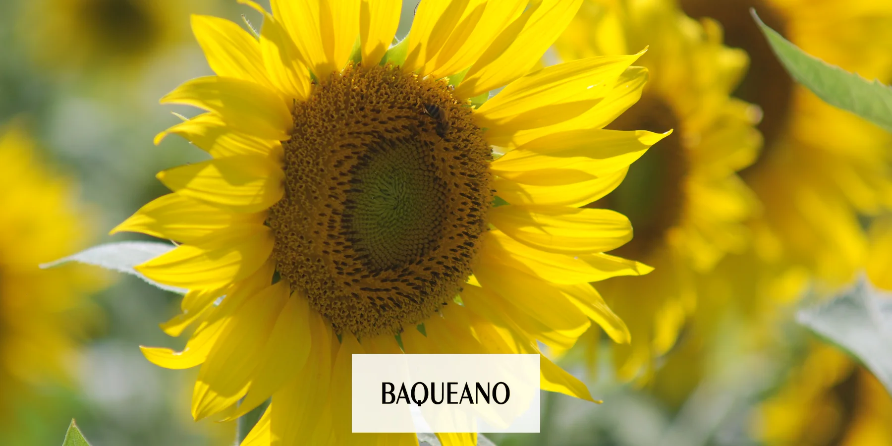 Cierre de Campaña de Girasol: Desafíos y Perspectivas