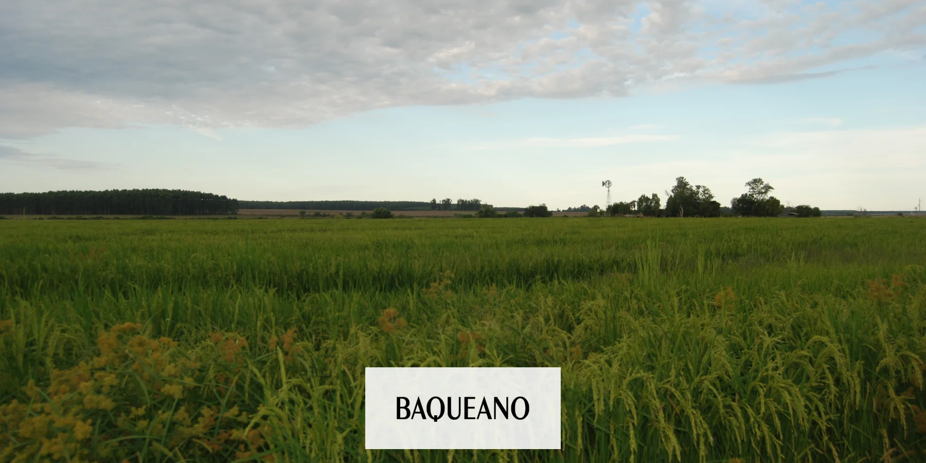Se lanzará el sello de calidad "Arroz Entrerriano"