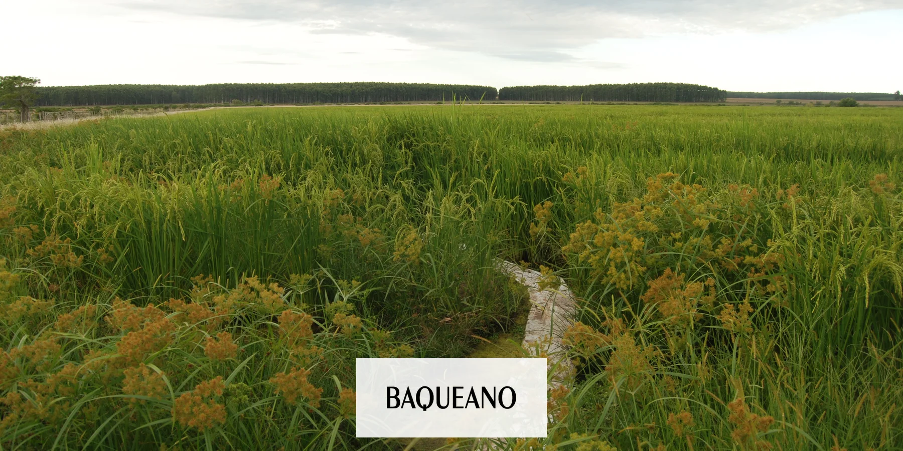 Salió la nueva edición impresa de Baqueano