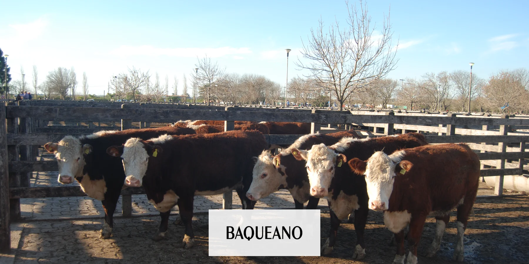 OFERTA DE HEMBRAS:  Segundo mes consecutivo con elevados envíos a faena.