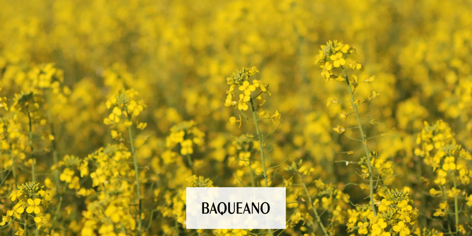 BAQUEANO EDICIÓN 76