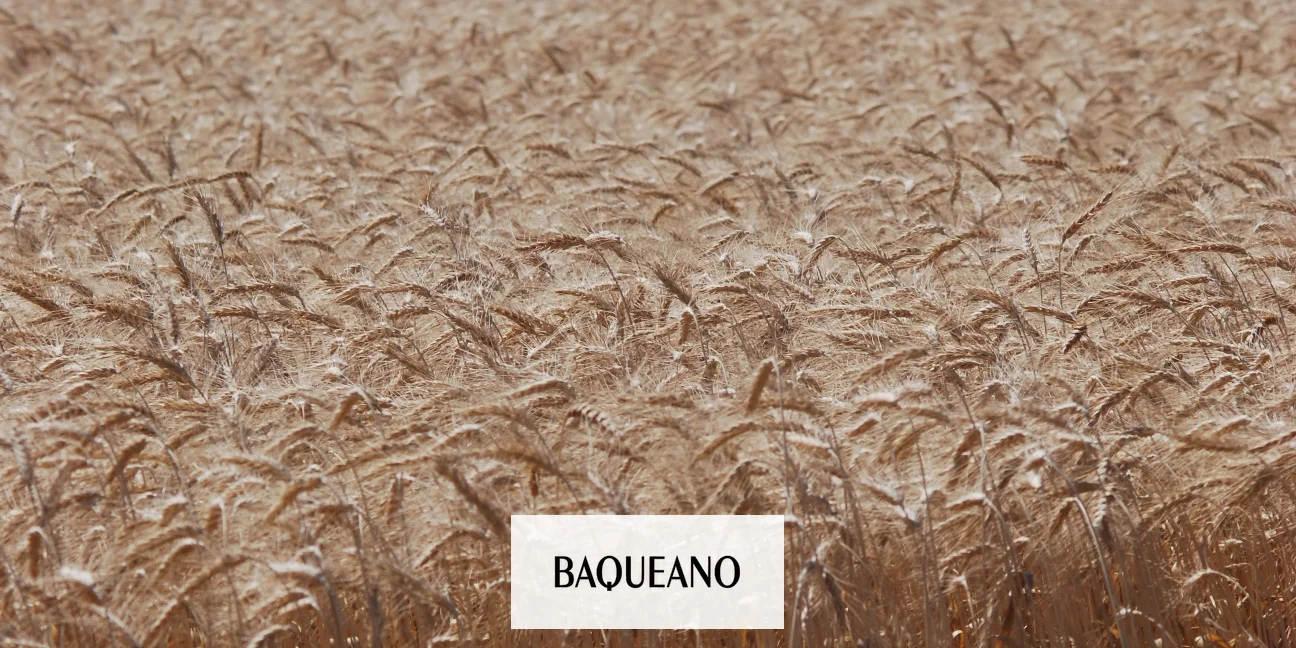 Gualeguaychú aporta el 12% de la producción de trigo provincial