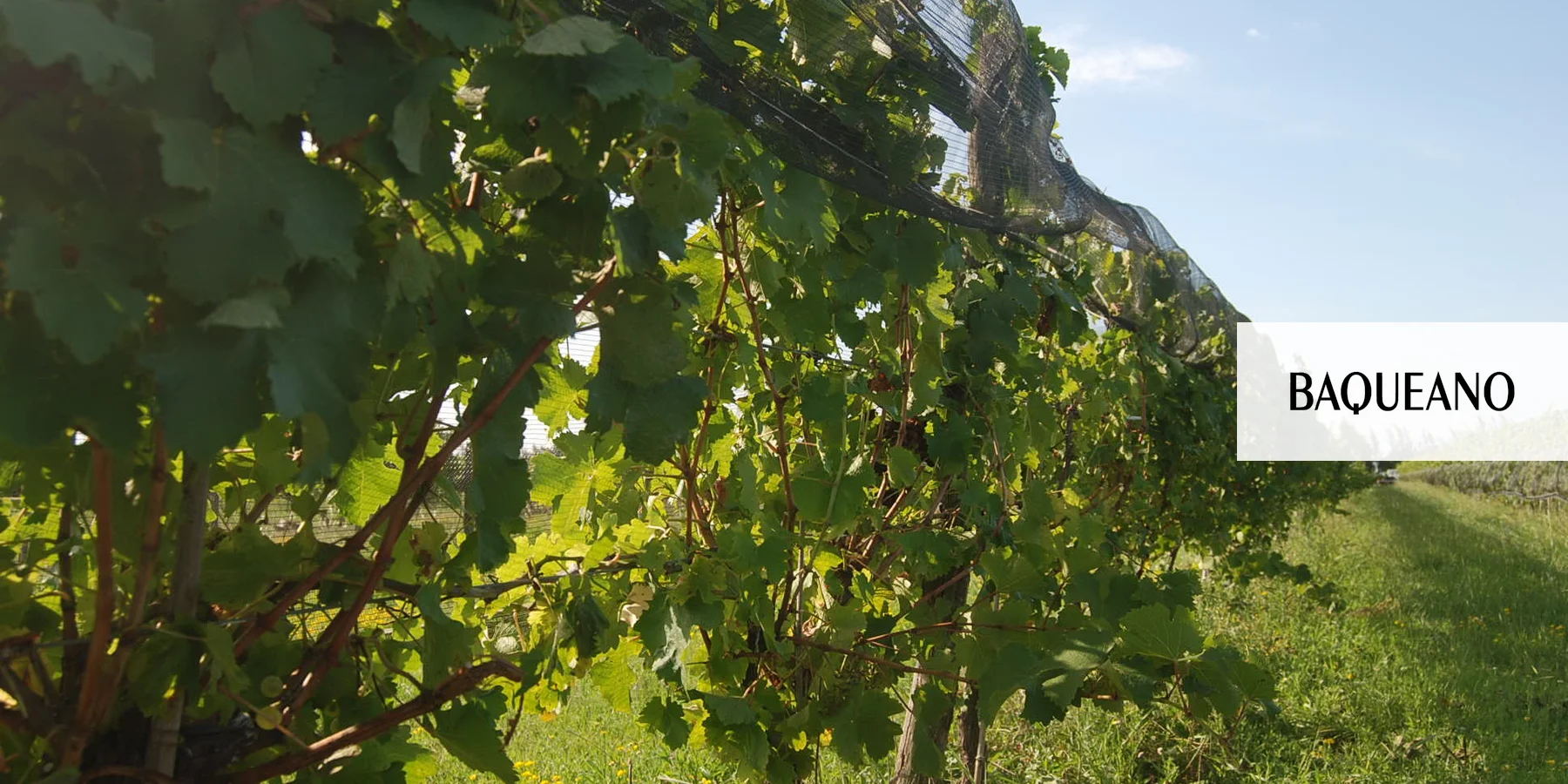Producir vino en Gualeguaychú