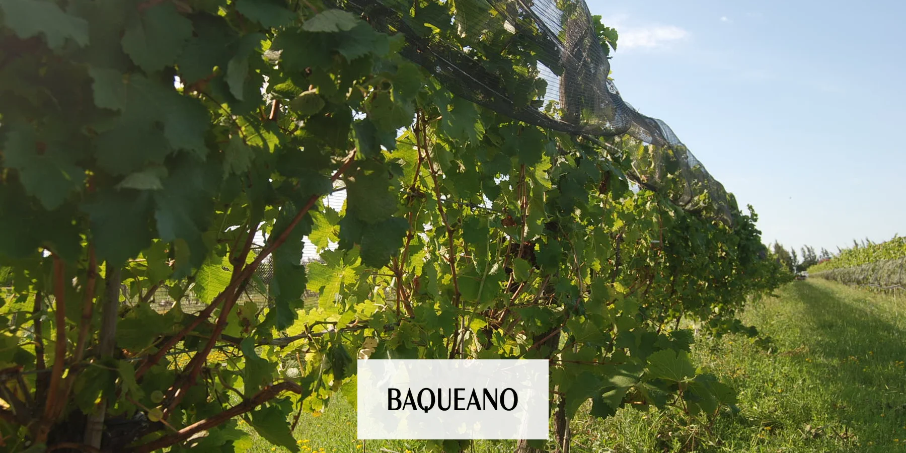 Producir vino en Gualeguaychú
