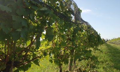 DSC_1708.JPG