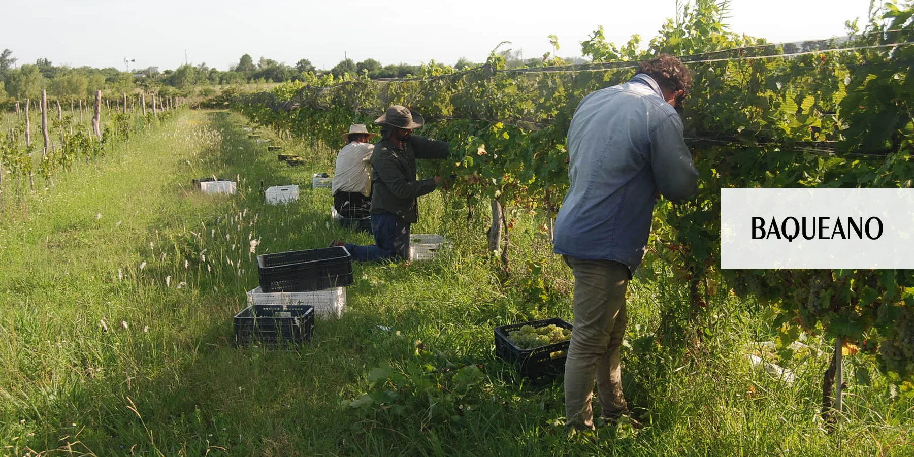 Producir vino en Gualeguaychú