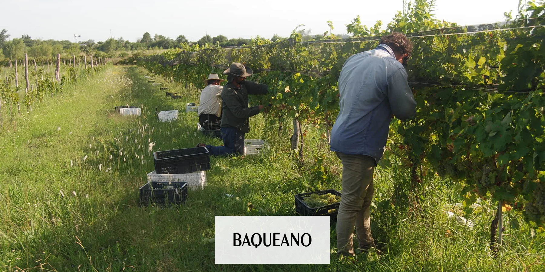 Producir vino en Gualeguaychú