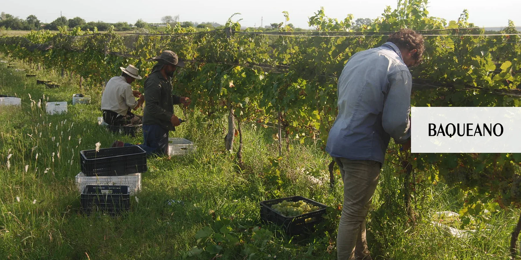 Producir vino en Gualeguaychú