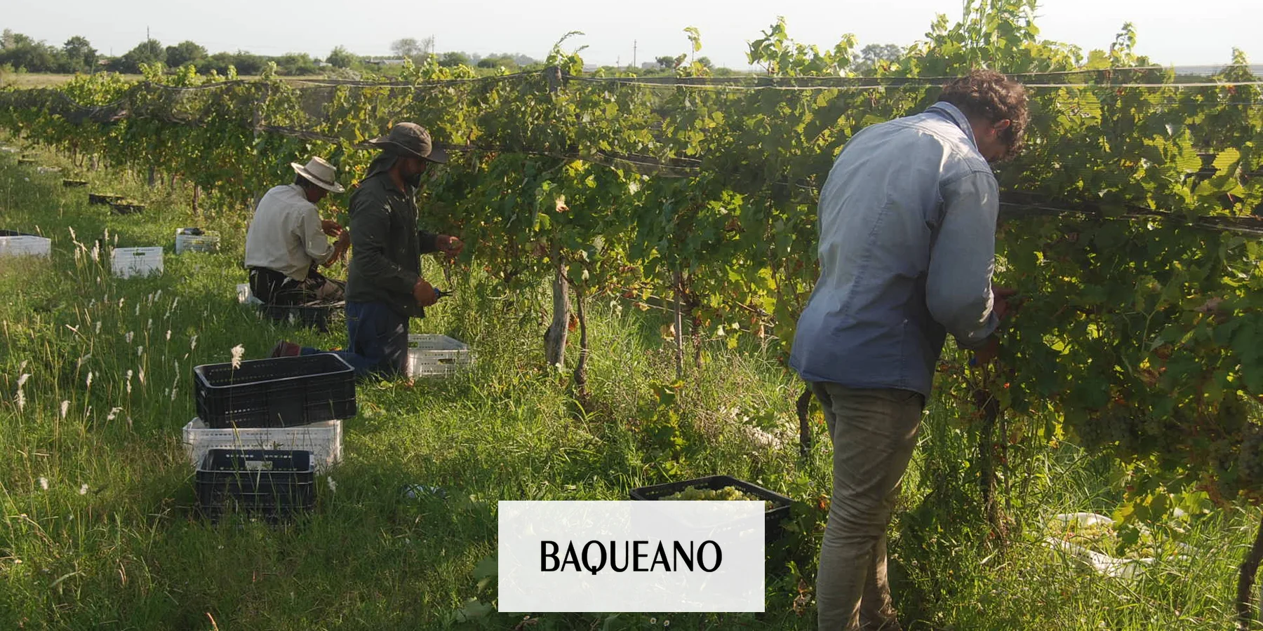 Producir vino en Gualeguaychú