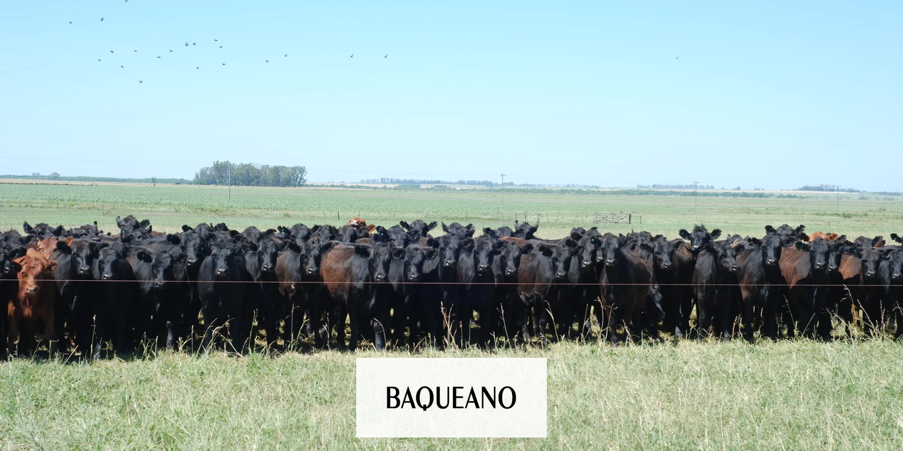 Lanzan el Plan ganadero entrerriano