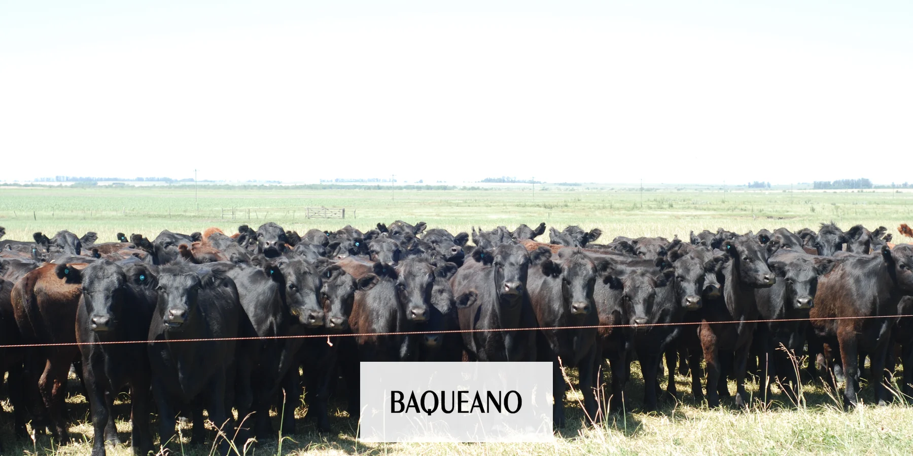 Más control para los exportadores de carne, leche y granos