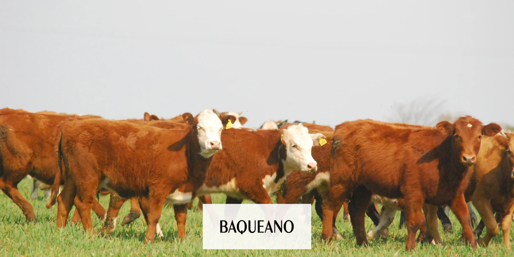 Innovación Enzimática para aprovechar mejor los recursos alimenticios