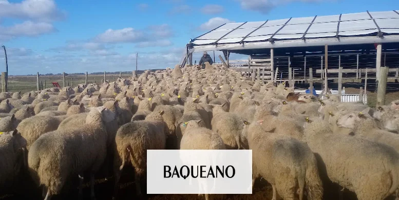 Con un cambio en el menú, las ovejas producen más leche y de mejor calidad