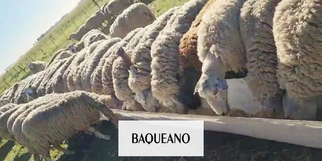 Con un cambio en el menú, las ovejas producen más leche y de mejor calidad