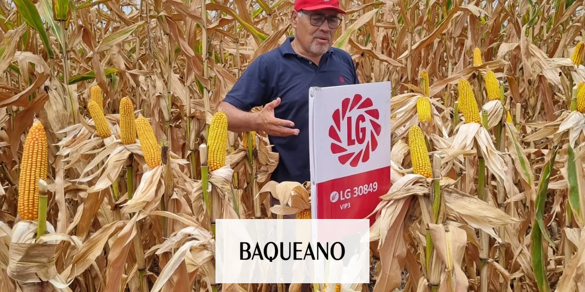 Recorrida de Ensayos de Maíz LG en Entre Ríos