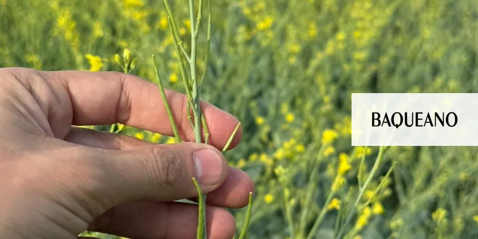 carinata