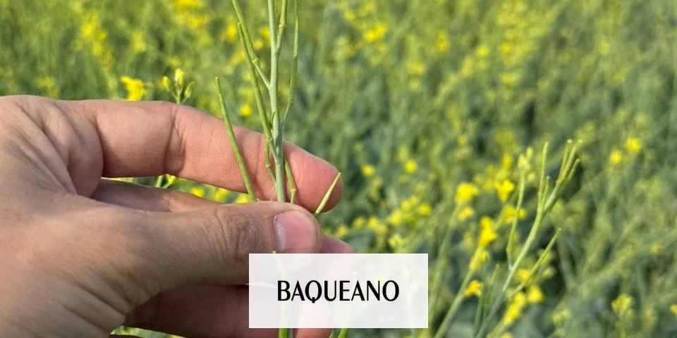 carinata