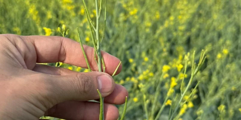 cultivo de carinata