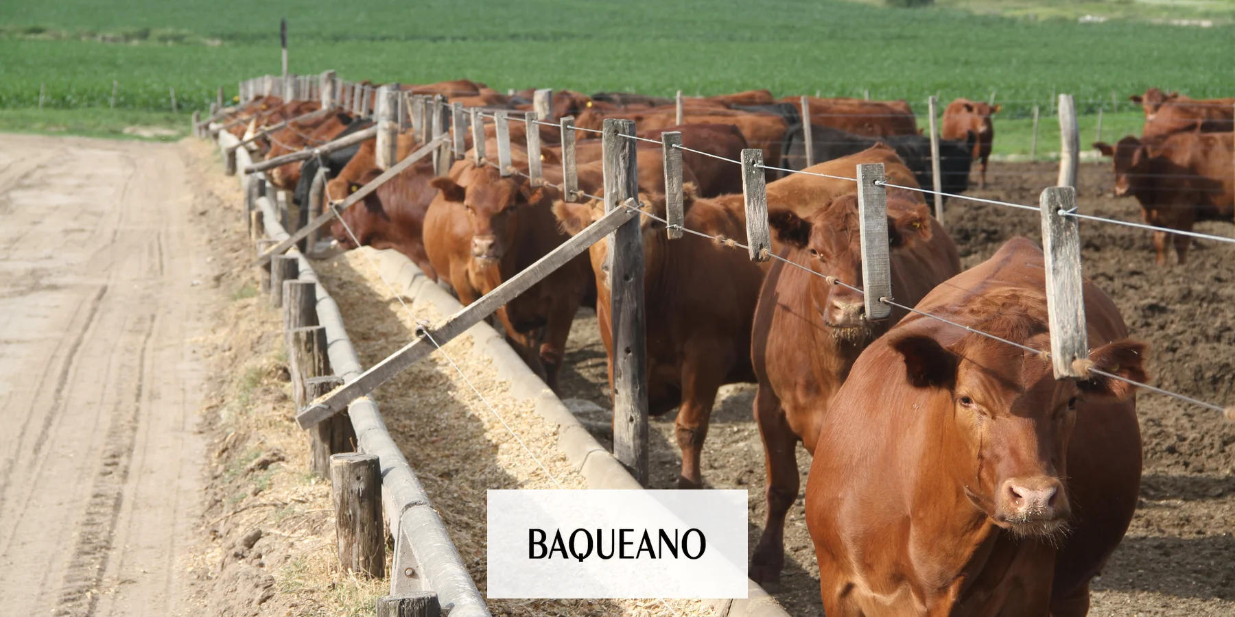 Maiocco: integración productiva y apuesta a la eficiencia en un escenario ganadero más estable