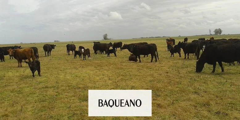POR LA SOBRE OFERTA SE DERRUMBA EL PRECIO DE LA VACA