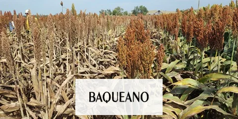 Se le alinearon los planetas al sorgo