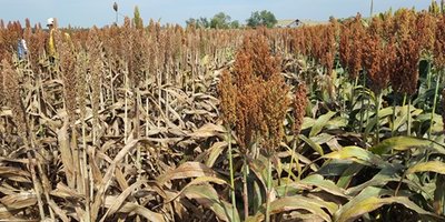 Izq Sorgo convencional der Sorgo Aphix.jpeg