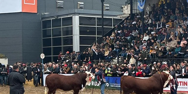 JURA HEREFORD.jpeg
