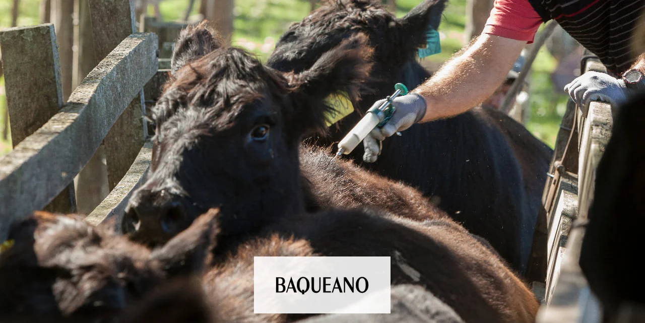 Campaña voluntaria de vacunación contra aftosa y brucelosis en noviembre
