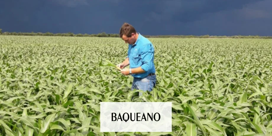 Se le alinearon los planetas al sorgo