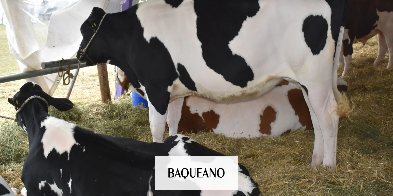 Presentación y lanzamiento oficial de la XXII Expo Provincial de la Leche y la XIII Edición de la Expo Jersey Entrerriana